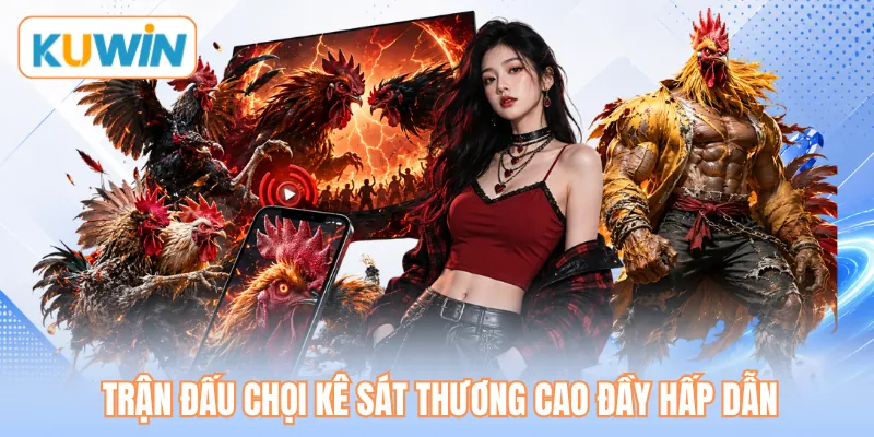 Trận đấu chọi kê sát thương cao đầy hấp dẫn Trận đấu chọi kê sát thương cao đầy hấp dẫn